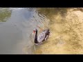 Black Swan @ Brevard Zoo