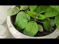 मई में नर्सरी से लाये ये 20 पौधे। Buy 20+plants from nursery...