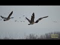 10 Year Flashback | Spring Migration 2014