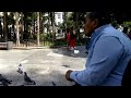 Pigeons in simón Bolívar plaza,  Caracas Venezuela