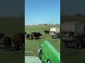 Calf Gets Stuck in Hay Bale Feeder || ViralHog