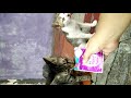 Cat and kitten with frozen whiskas