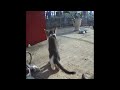 Funny Dog And Cat Videos 🐕🐈 Best Funny Animals 2024 ❤️😆