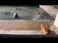 Cat slaps a seal (for adults)