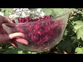 Harvesting Thai RED ROSELLE HIBISCUS | Cosecha de JAMAICA