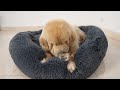 Golden Retriever Shocked by Kittens Occupying His Bed!