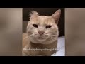 ❤️ Best Cats Videos 😸 Best Funniest Catss Video 2024 😹