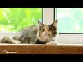 Cute kittens obediently sing under the background of soothing, relaxing music, Cat Music 🎼😺