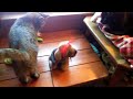 Cats reacting to toy dog.