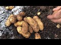 Digging Potato in Wisconsin | Yukon Gold & Russet Potato in Plastic Container 2021 Fall Harvest