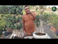 ऐसी क्या जरूरत पड़ी,Bonsai को मई महीने में रिपोर्टिंग करने की ||