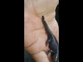 Mole Salamander