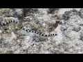 Banded Snake Eel in American Samoa