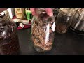 Reishi Mushroom decoction diy Part 1