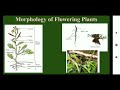 Morphology of Plants Part 1 | NEET