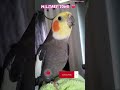 Monty The Naughty Cockatiel's weekly moments. ❤️❤️Part 50❤️❤️ #monty #viral