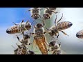 Will 100 BEES Protect a QUEEN BEE From a MANTIS