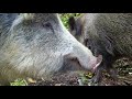 Wild Boars love story