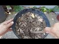 Easy way to grow hydrangea from cutting with tomato
