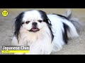TOY DOG BREEDS - List of Smallest Dog Breeds in the World