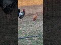 No narration backyard, ASMR chicken video.