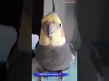 Monty The Naughty Cockatiel's weekly moments. ❤️❤️part 62❤️❤️ #viral #monty