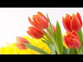 Blooming Tulips 4k Screensaver| No Music | No Sound  @ConceptsOfWinning