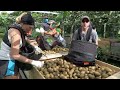 How Farmers Harvest Kiwis | Kiwi Processing in Factory | Agricultural Technology #30.