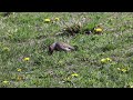 Northern Flicker hunting in the grass