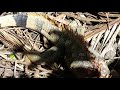 Naturaleza salvaje. Lucha de iguanas por una hembra
