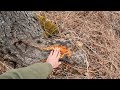 Felling the Giant Maple | Back at the Cabin