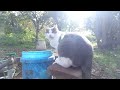 Kittyland Vlog Episode 4.2 (SHORTS)