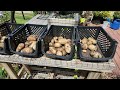 Grow bag potato harvest