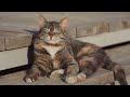 What is Single Cat Syndrome? | Single Cat Syndrome Indications