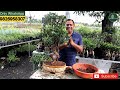 8 shape Bonsai plant