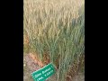 Biofortified Zinc varieties of Wheat_ Nepal (upto 45 ppm Zn)