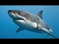 【衝撃】世界で最も恐ろしい海の生物８選