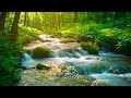 Flowing Water & Singing Birds: Powerful Relaxing Sounds | Relieve Anxiety and Stress