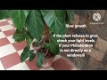 Philodendron Plant care in tamil with English subtitles