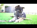 24 HOURS WITH 8 WEEK OLD GERMAN SHEPHERD PUPPY