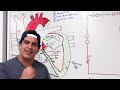 Cardiovascular | Electrophysiology | Intrinsic Cardiac Conduction System