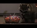 Raccoon | Amazing Animals