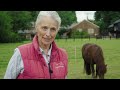 Neglected rescued horses now helping humans - equine assisted therapy