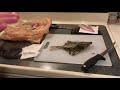 Puget Sound Flounder: Catch & Cook