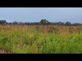 Myakka River State Park in Florida, Prairie Trails, January 11th 2024