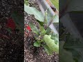 garden vegetables beds.