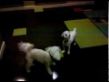 Scooter and Otis Playing