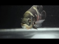 Oscar Fish Tank Update