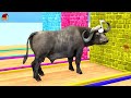Choose the Right wall with  Sound Animal Crossing Cow Tiger Elephant Mammoth Buffalo Gorilla Animals