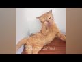 CLASSIC Dog and Cat Videos😹🐕1 HOURS of FUNNY Clips😍